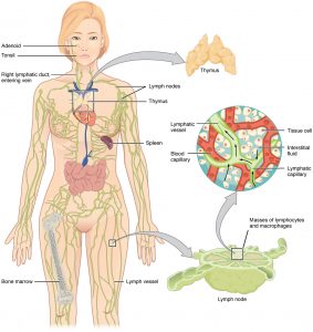 Anatomy of the Immune System – Pathologia
